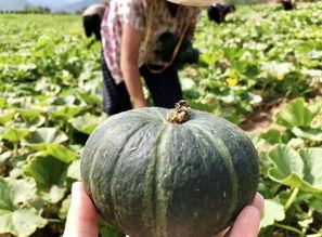 最新的瓜爆料的网红,网红新动态，揭秘背后惊人真相！